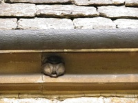 Sutton Benger - photo: 00024